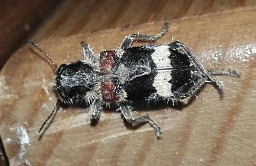 Clerus mutillarius